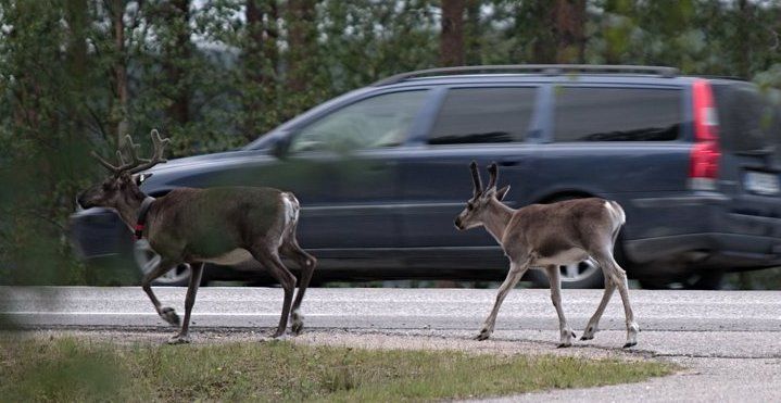 В Финляндии оленям будут красить рога светоотражающей краской для предотвращения ДТП
